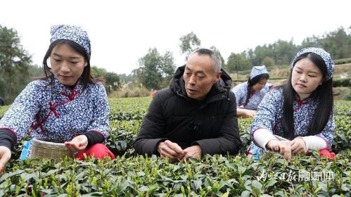 威远县小河镇 念好茶叶致富经 打造天府南来第一茶乡