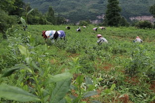贵州省人大代表 黔茶联盟总经理 兰馨茶业董事长金循一行到黄泥乡考察茶叶种植项目