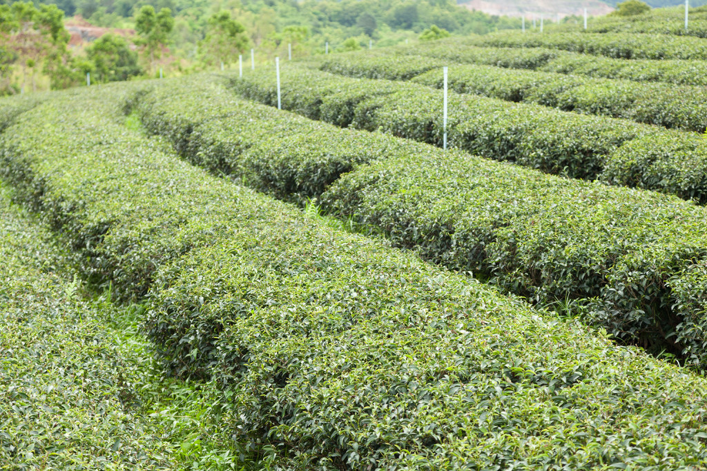 种植园种植茶园,农民种植茶树。山区种植园。