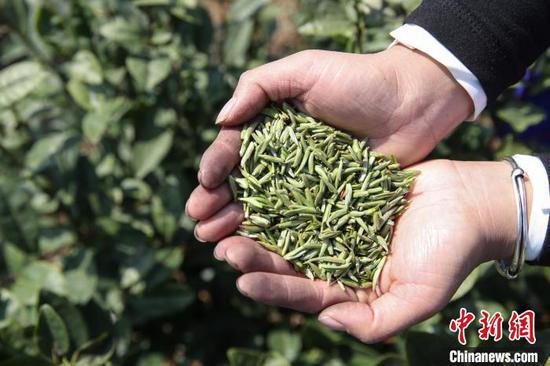 中国茶园种植面积大省贵州迎来2021年绿茶 第一采 新浪贵州 新浪网