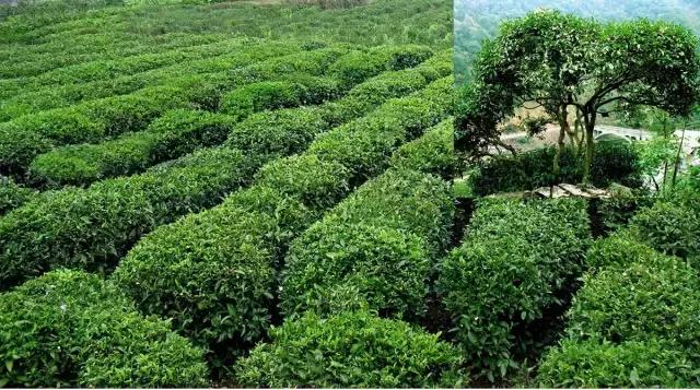 茶旅世界·最美茶园参评丨保靖黄金茶