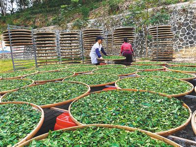 海南大叶茶是什么茶种及由来 揭示海南独特茶叶品种及其起源 中国天气网