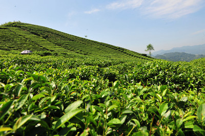 茶山