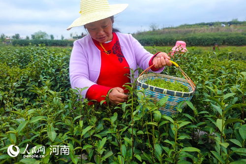 河南光山 种植茶叶走上致富路