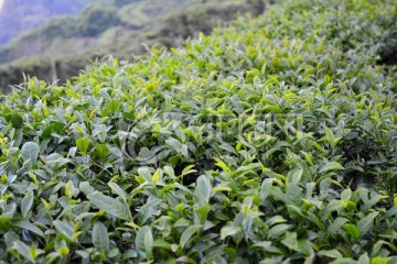 金骏眉茶叶