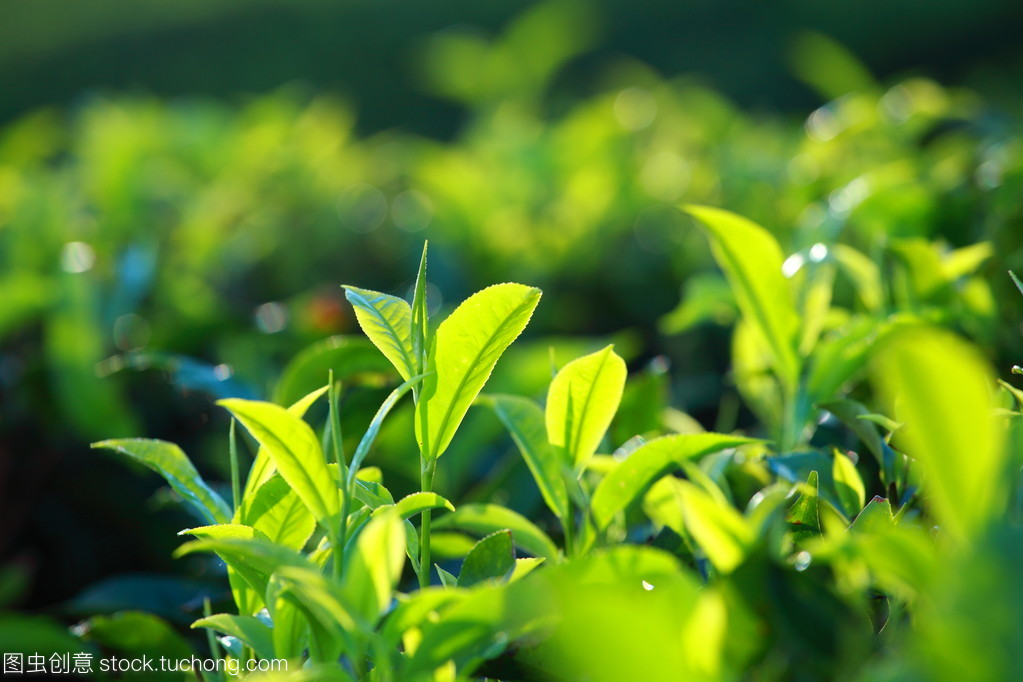 绿茶叶种植园的景观。印度喀拉拉邦,新德里