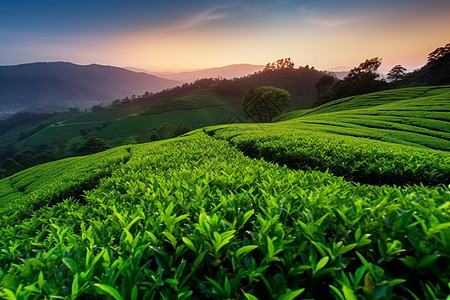 茶园种植的茶叶