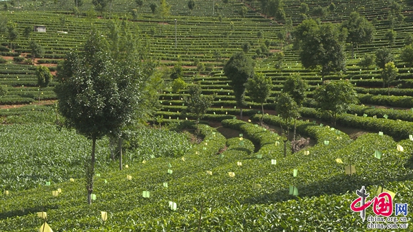 普洱思茅: 有机茶产业链发展迈向“快车道” 茶叶变“金叶”