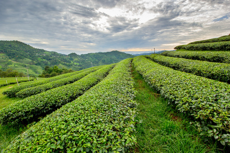 茶园相似素材图片-摄图新视界