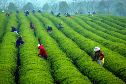 堪比黄金的中国白茶 凯特王妃的婚礼用茶,是它就是它 万物之乡