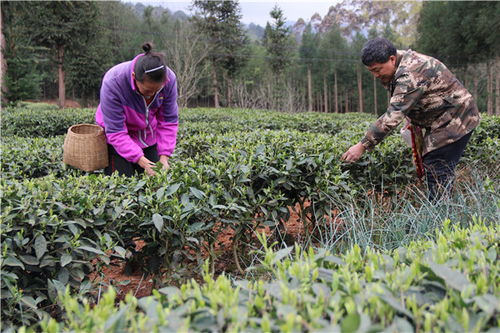 马边茶叶村 种茶致富村民 绿化家园