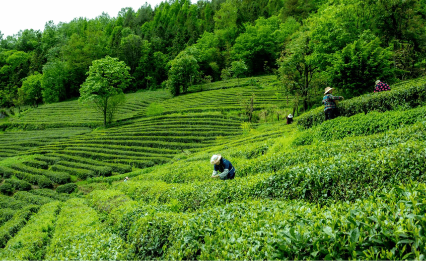 神农架:一叶富一业 高山茶飘香_茶园_林廷洪_茶叶