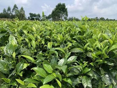 深圳市岳阳县商会英德红茶品鉴之旅顺利举行