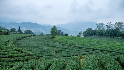 天全如何发展高山生态茶?听听专家怎么说!干货满满!