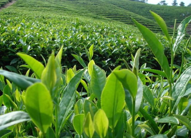 茶叶种植技术:茶园的施肥技术要点大全