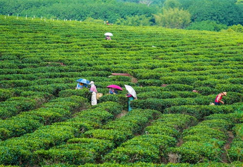 海南农垦白沙茶叶茶香浓