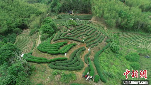 福建建阳 三代茶人的坚守成就匠心