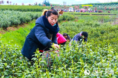 河南光山 种植茶叶走上致富路