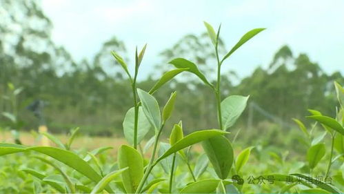 惠来县侨园镇举办 百千万 主题系列活动