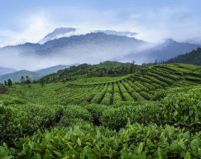 四川省峨眉山竹叶青茶业