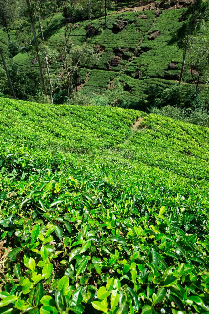 茶叶种植园自然背景