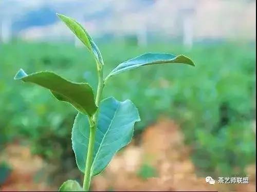 台湾特色茶 台湾茶叶种植品种大全