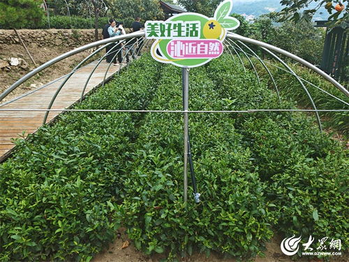 走在前 挑大梁丨山间青青 茶香四溢 泰山区沁园春女儿茶厂释放生态茶产业活力