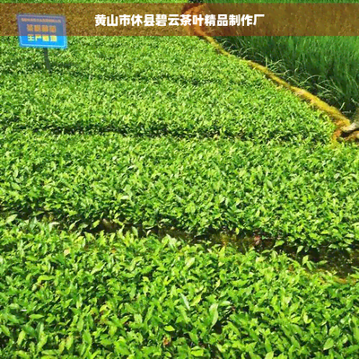 黄山市碧云茶价格