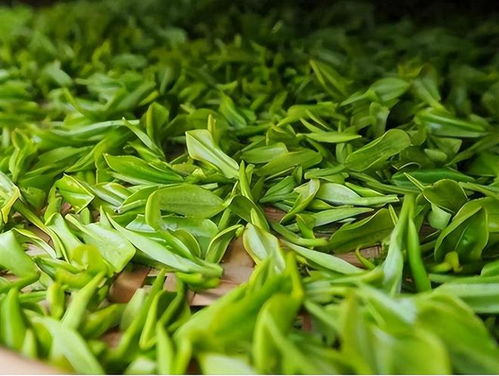 茶是老年痴呆的 催化剂 医生反复强调 上了年纪,3种茶少喝