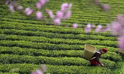 茶习俗,你知道多少?