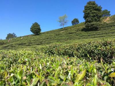广北茶场的清明茶来了