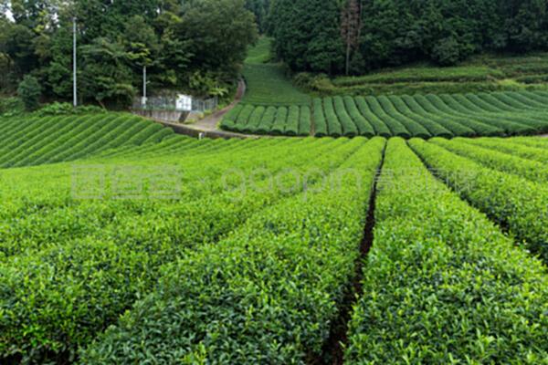 鲜茶草地
