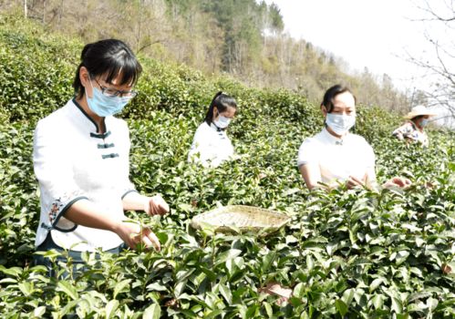 聚焦 镇巴 一片 绿 叶实现脱贫致富梦