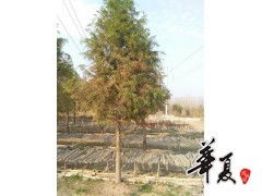 中山杉ф8 10 12 14 cm 大量供应 供应产品 天长市荣沁苗木种植专业合作社