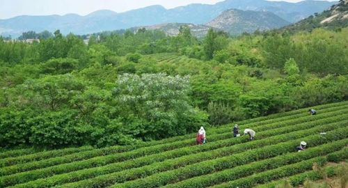山东 产业大脑 成发展 利器 日照绿茶品牌价值突破60亿 美妆生产效率提升超5倍