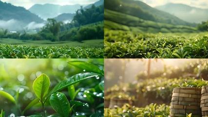 信阳毛尖茶信阳毛尖茶