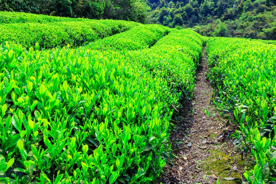 茶园茶场种植