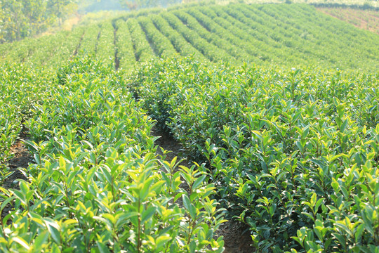 茶茶树茶园