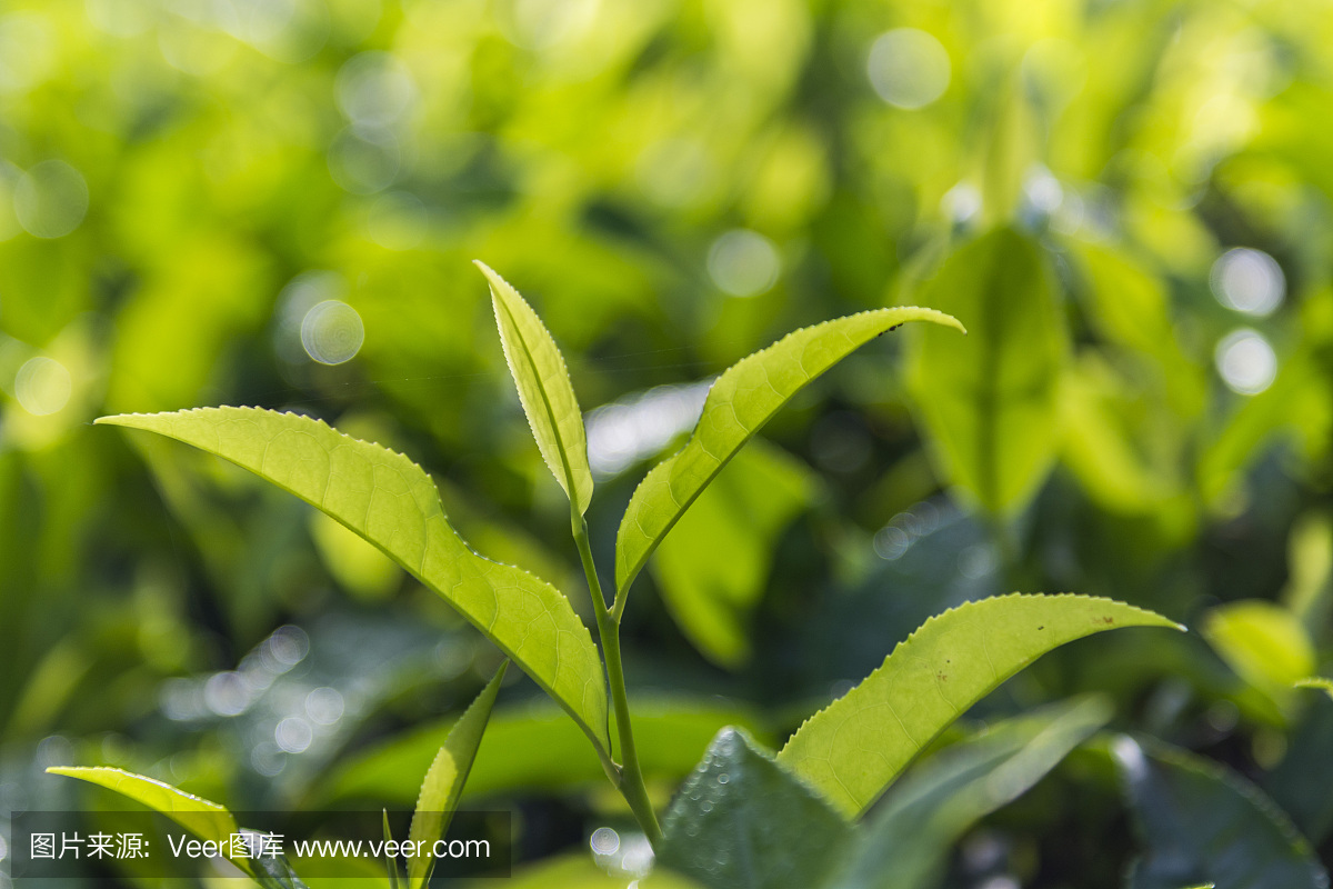 喀拉拉邦穆纳尔的茶叶作物特写