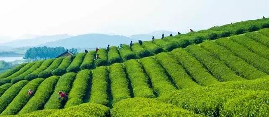 最美茶园:宜兴市阳羡茶产业园