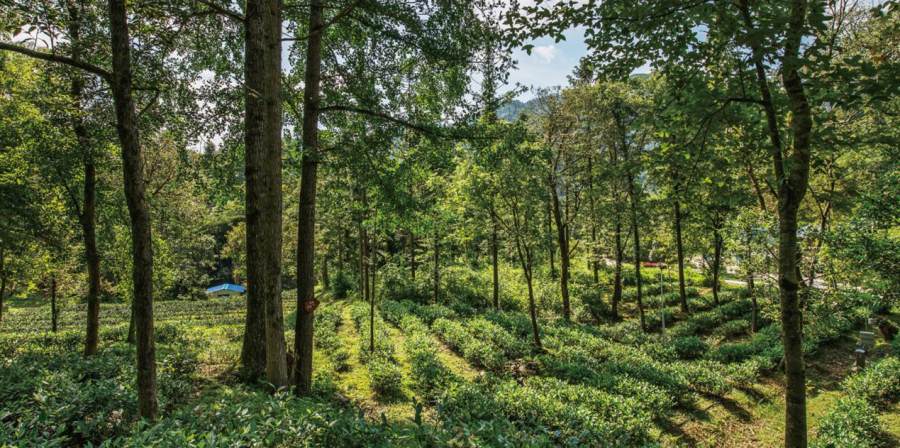 森林之茶——13400亩林下茶种植实践者:六百里 - 金.