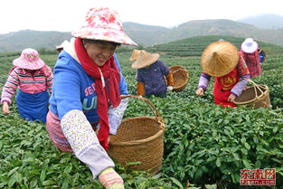 福建霞浦 茶农忙采 元宵茶