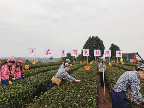 茶产业年产值80亿 宜宾翠屏早茶今年又揽金1.5亿,已有3000年种茶史