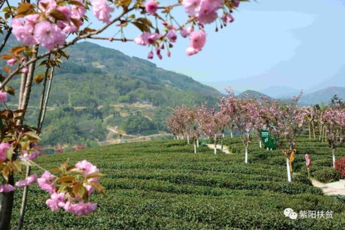 朱老板 家 抢茶 忙