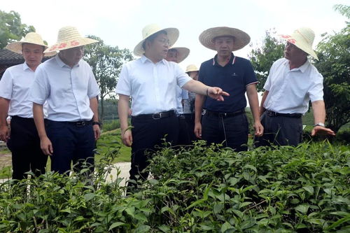 南宁市市长孙大光到大明山茶园景区调研