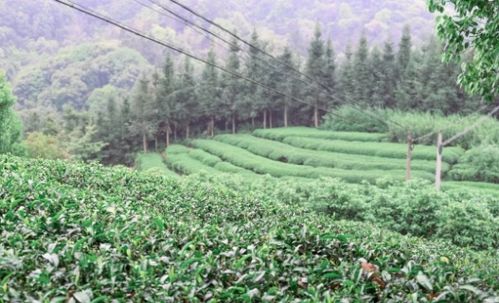 茶香四溢畲族村 种好增收 金叶子 走稳振兴 好路子