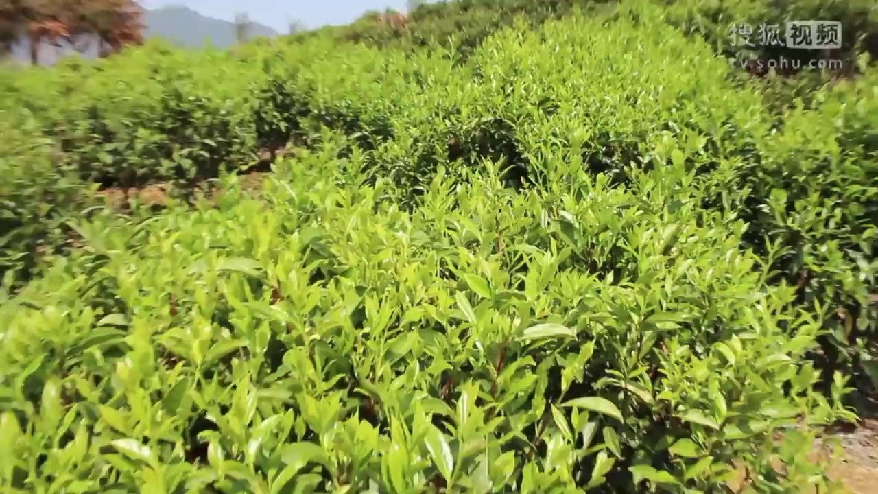 凤凰单丛茶茶产区茶园风景-旅游-