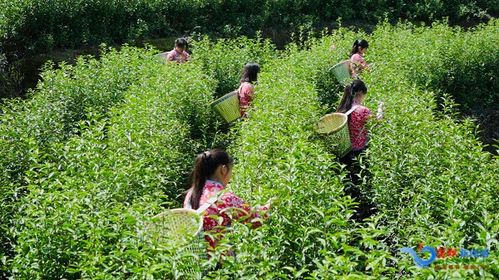 柳坪乡 明前茶 香满山 茶农茶事忙