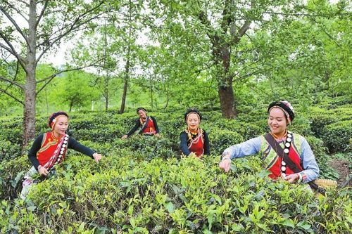 福贡县立体化种植草果 茶叶 中药材 盘活山林资源 蹚出富民新路