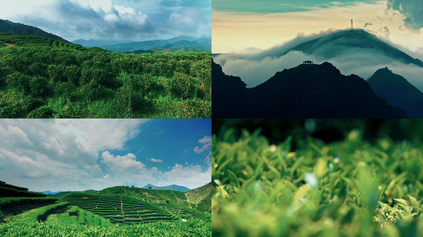 广东潮州茶山凤凰山采茶_茶叶种植基地航拍_4096X2304_高清视频素材下载(编号:6682197)_实拍视频_光厂(VJ师网) www.vjshi.com